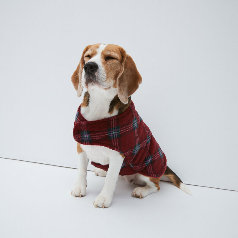 manteau chien de taille petite ou moyenne;
